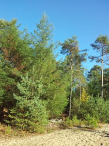 bos en hei gele zwerfkeienroute