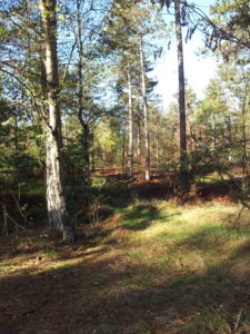 bos gele zwerfkeien route