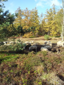 schaapskudde op de hei