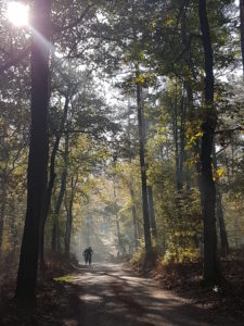 fietsers in de loenense bossen 