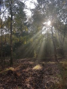 zonnestralen door de loenense bossen